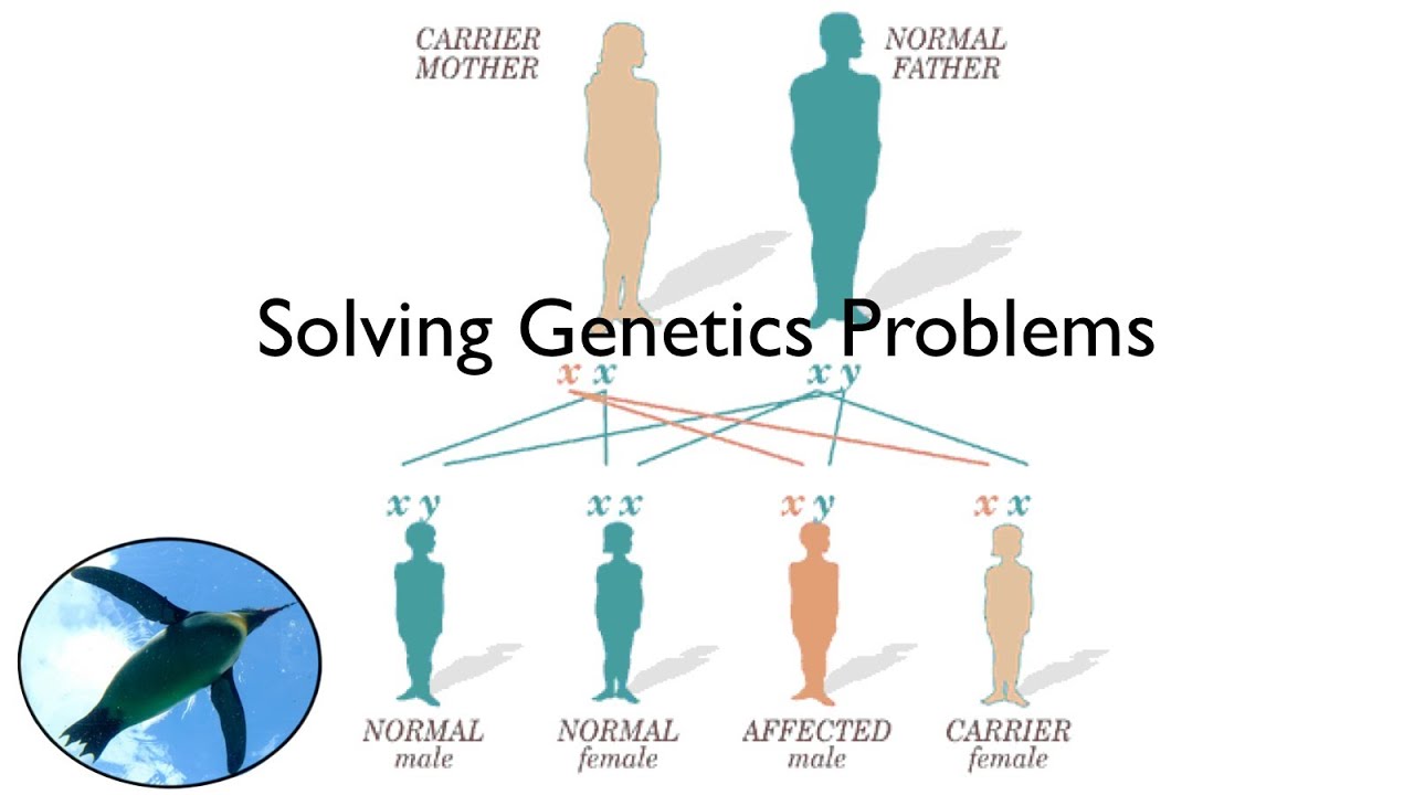 how to solve genetic problems biology