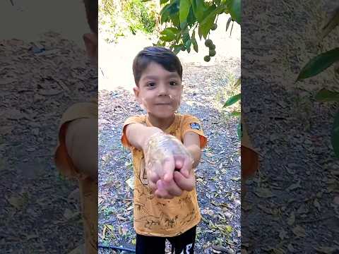 لولو ومحمد شوفو شو عملت فيهم بسبب اختن وهي طالعة فوق الشجر عم تاكل لحالها Lolo Fatome