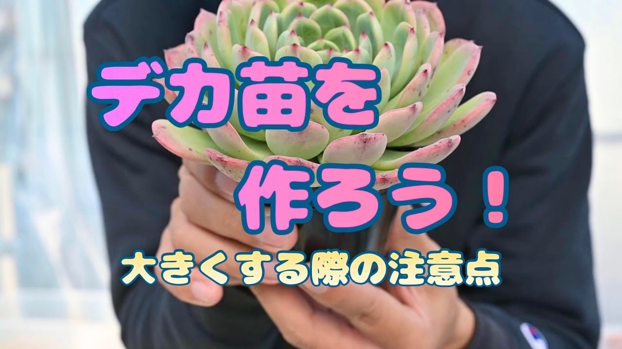 多肉植物】デカ苗を作ろう！ 栃木の多肉生産者 マジッククラウン - YouTube