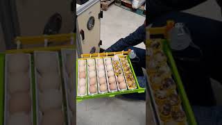 kuluçkadaki yumurtalar çıkım sepetine nasıl alınır? how to take eggs to hatchery basket in incubator