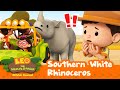 The RHINO is ATTACKING us?! 🦏😱 | Southern White Rhinoceros | Leo the Wildlife Ranger | #compilation