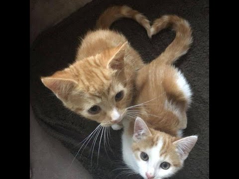 1-1 p% 40.370 :3 1-1 p% 40.370 :3