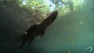 Filming Alligators Up Close | North America