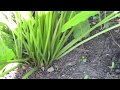 Horseradish from start to finish