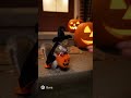 Squirrel goes trick or treating! 🥜😨😂 #squirrel #funny #viral #relatable #fyp #soraai #halloween