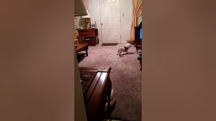 Sasha n Necco playing