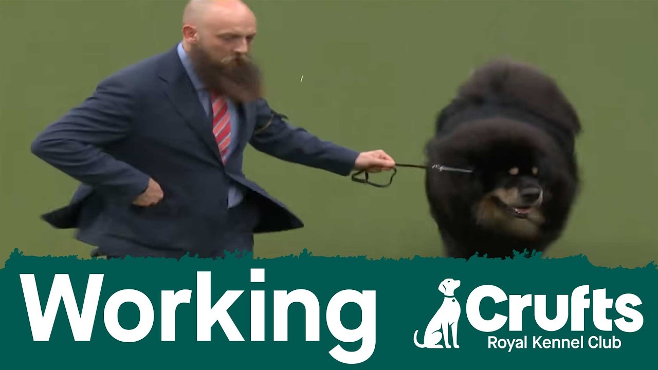 Group judging (Working) and presentation | Crufts 2026