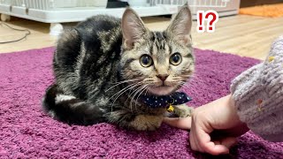香箱座りしている子猫の隙間に指ズボしてみた結果w