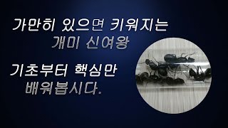 한번에 배우는 개미사육 A to Z 엄청 쉬운 신여왕 기초편