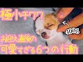 🐶400gの小さい子犬チワワがお迎え直後に初めて見せたかわいい６つの行動