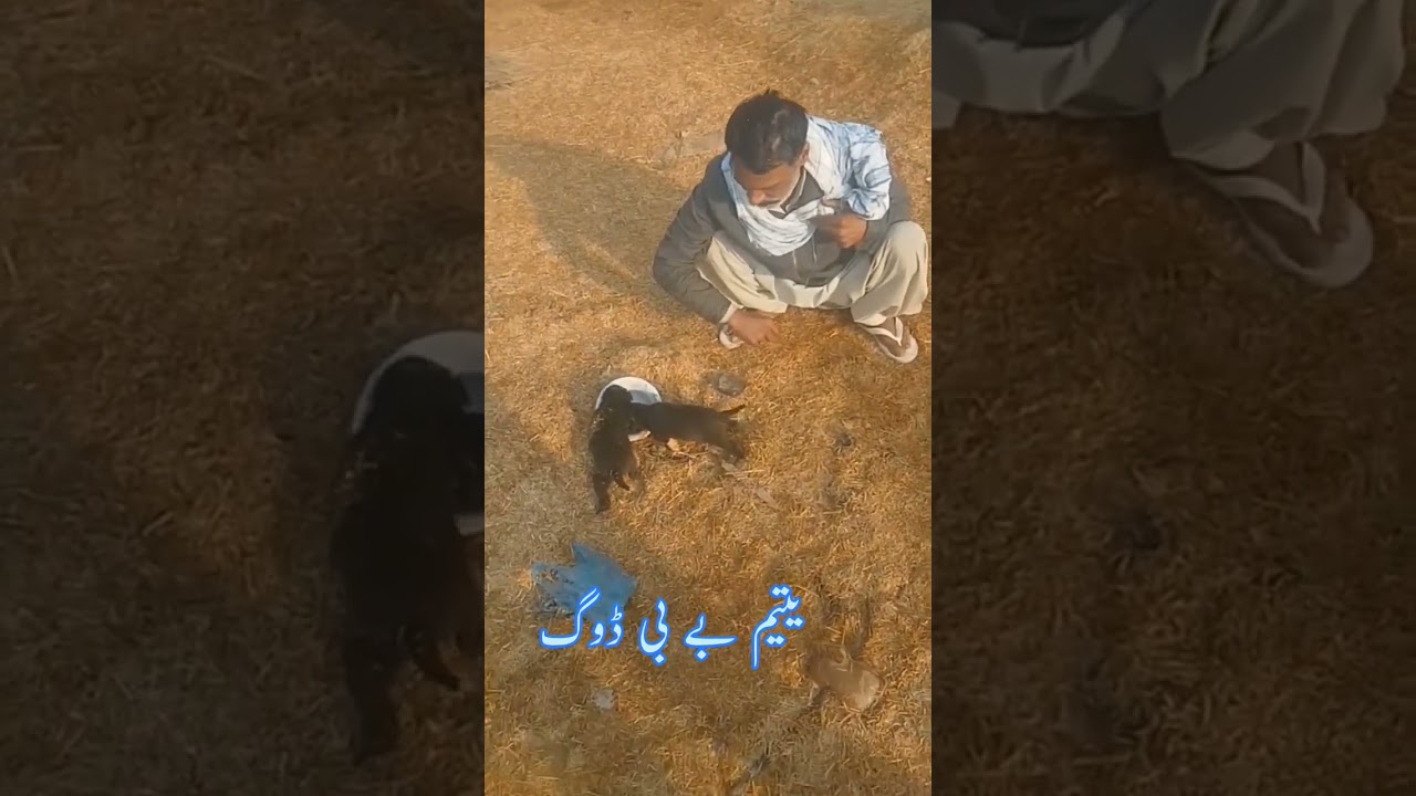 yateem baby dog #babydog #shortsfeed #shorts #viralvideos #trending