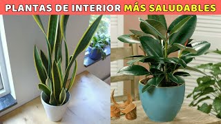 MEJORA TU RUTINA Y SALUD ¡Estas PLANTAS debes tener en CASA!