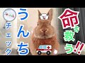 うさぎのうんちで健康診断【命を救う❗】