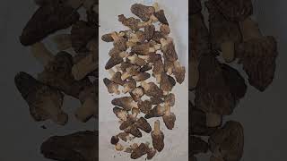 Morel Mushrooms 🍄
