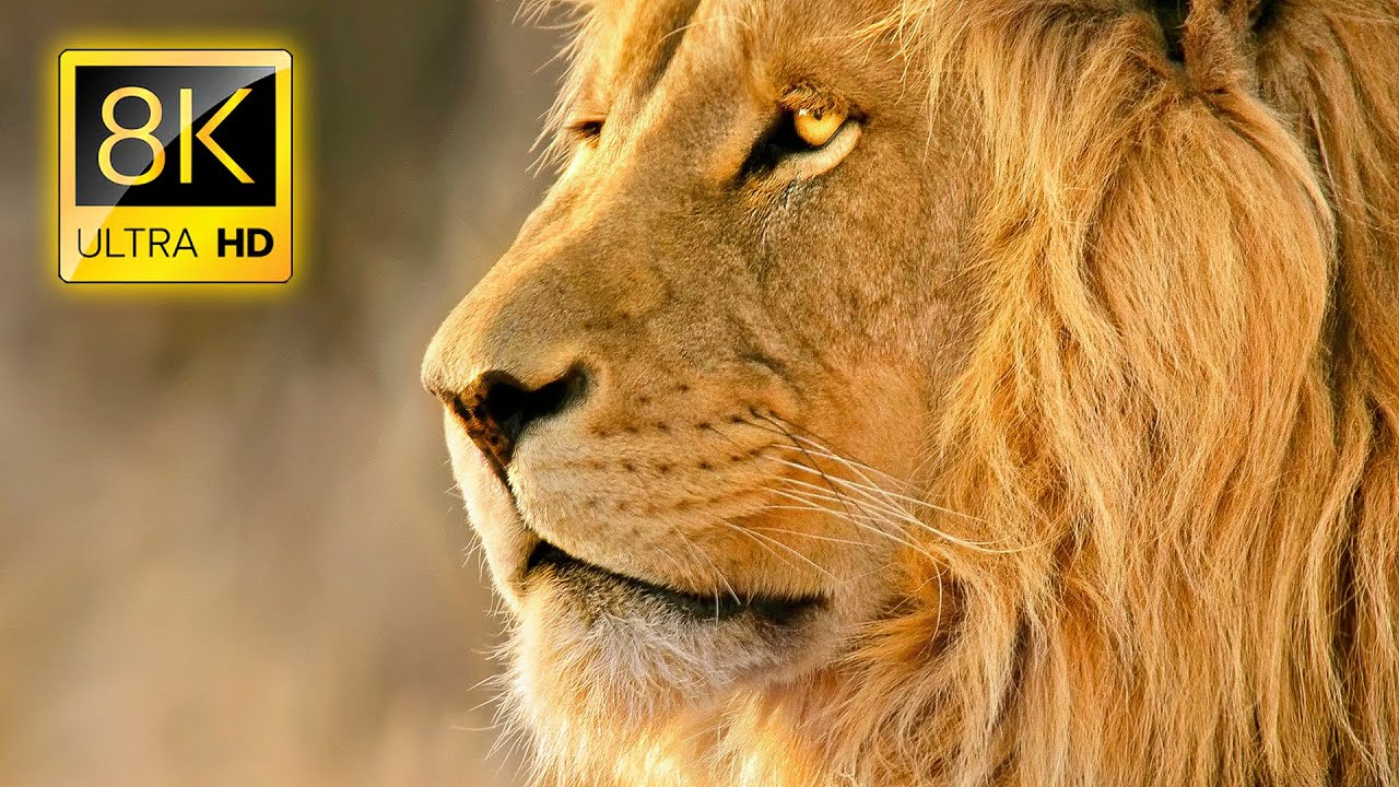Amazing Lions Collection in 8K TV HDR 60FPS ULTRA HD YouTube