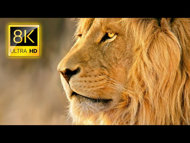 Amazing Lions Collection in 8K TV HDR 60FPS ULTRA HD class=