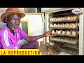 Processus de reproduction des cailles par modou gueye aviculteur  agripreneur 