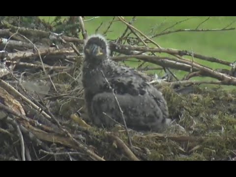 Bald Eagle Nest Live – Glacier Gardens, Juneau — Juneau, AK live camera thumbnail