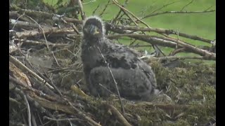 Live Bald Eagle Cam Glacier Gardens Juneau AK