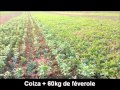 Colza  semis direct et fertilisation localise