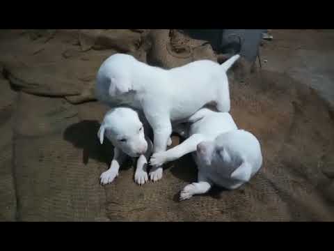 Rajapalayam dog available..only call(8124236211) camera iphone 8 plus apk