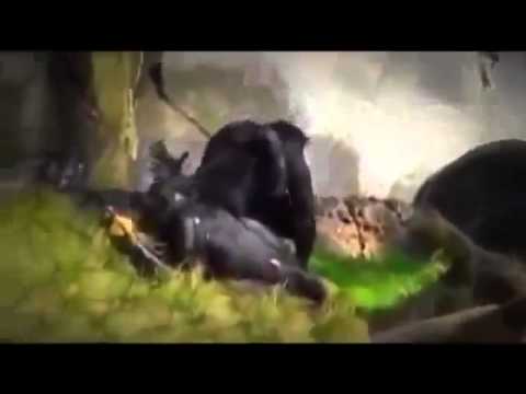 chimpanzee-mating-breeding