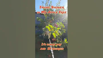 Showering my Apple Tree | at 28 degrees temperature #shorts  #shortsvideo  #travel  #appletrees