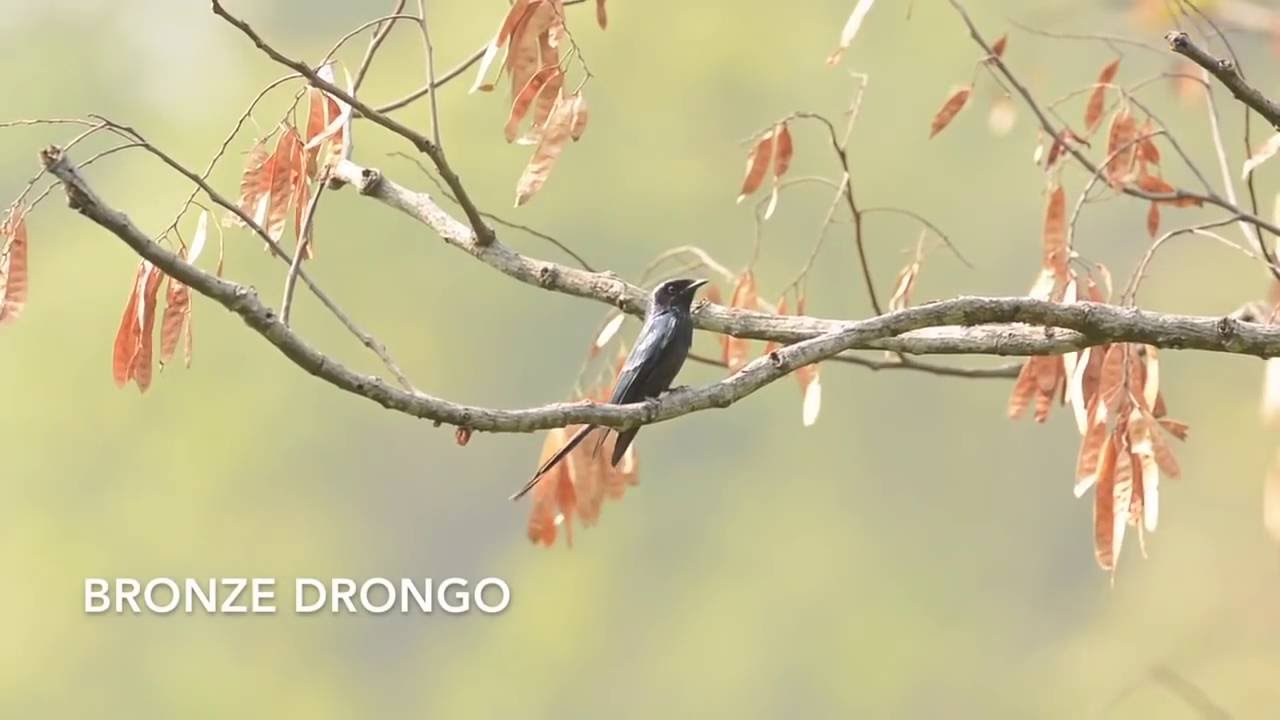 Birding in Bhutan