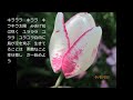 昭和の歌1084#明日への翼