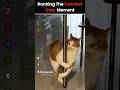 Ranking the funniest cats 😂😂 #funny #ranking #cat #cats #compilation