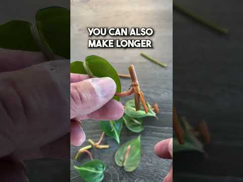 Vídeo: El philodendron hederaceum pot créixer a l'aigua?