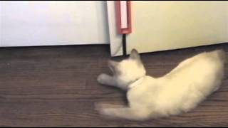 YouTube video QcsS5Po4DFw