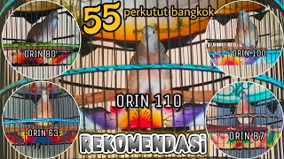 PERDANA❗55 SUARA PERKUTUT BANGKOK PIYIKAN RING ORIN BIRD FARM