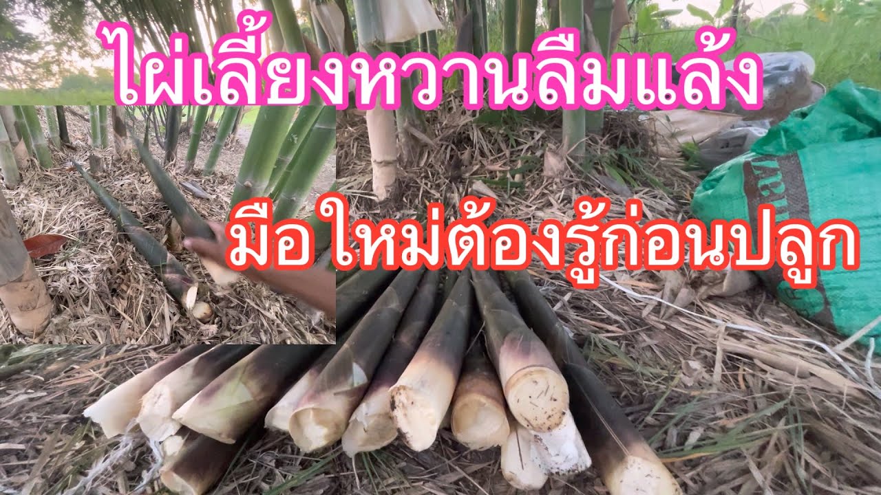ไผ่เลี้ยงหวานลืมแล้ง มือไม่ต้องรู้ก่อนปลูก