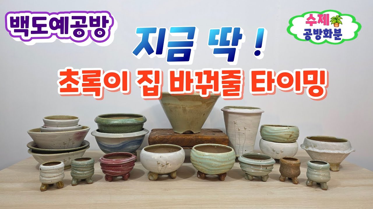 20260303(283회 영상)식물이 가장 편안하고🪴식물이 더욱 빛나는 수제화분🤗#수제화분#공방화분#야생화화분 #다육화분#아프리카식물#분갈이화분#식물의집#선인장#야생화#다육이#식재