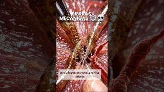 🦟💉 NO ES UNA AGUJA, SON SEIS. Así te pican... #MicroMundo3D
