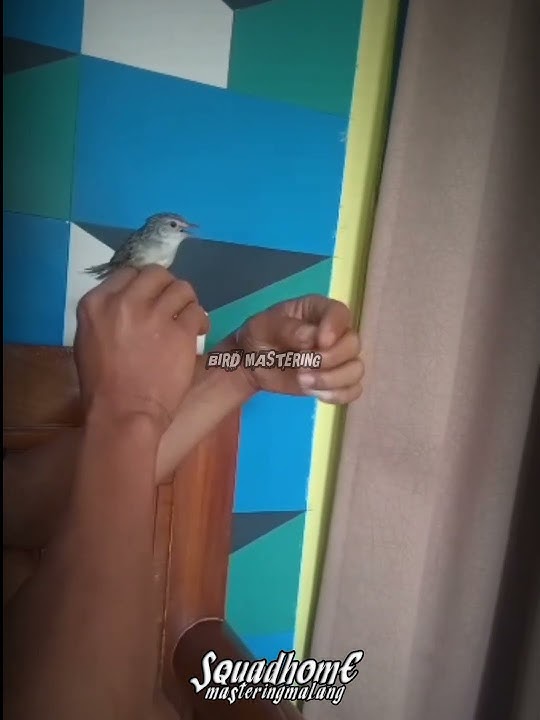 CIGUN MATERI CENDET PETIR / KUNTI . #cigun #short