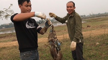 Hậukem | đi bẫy chuột đồng bằng cạm kiềng giữa ban ngày được nhiều quá không ngờ luân