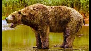 Otter Bear Sound Effects 🐻 🔊