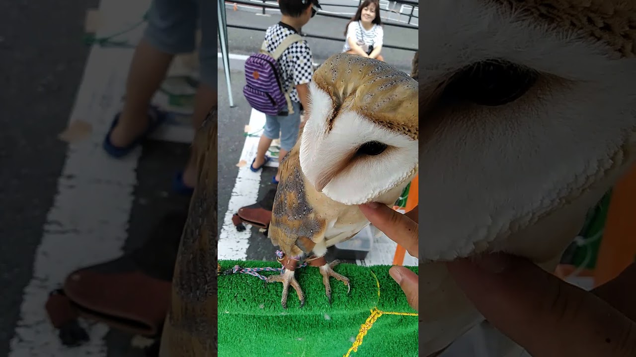 苅田えきらく大市 モリフクロウ 梟 フクロウ 猛禽類 Youtube