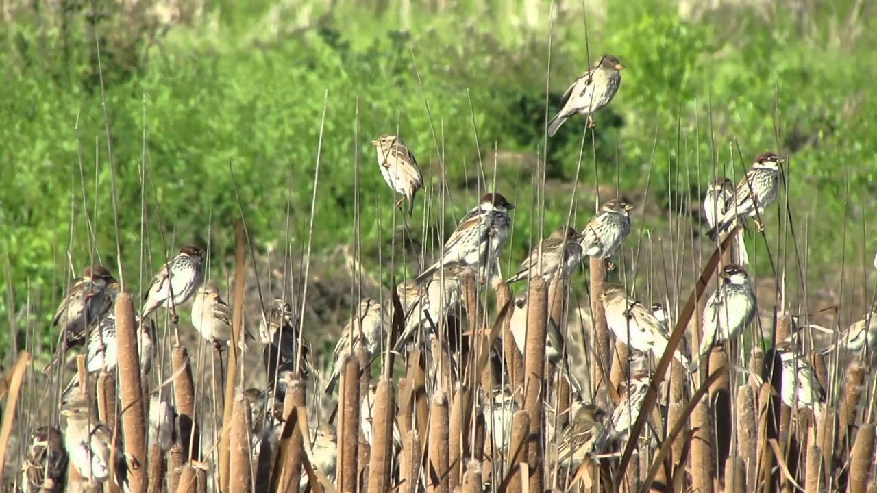 Extremadura, paraíso de aves