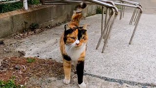 撫でると足踏みする三毛猫が可愛過ぎる