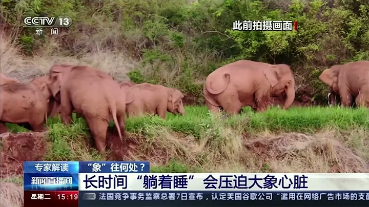 Nomad elephants take a nap in China - DayDayNews