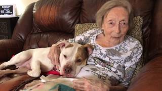 Clyde Pitbull Mix 22 - Dog N Kitty City