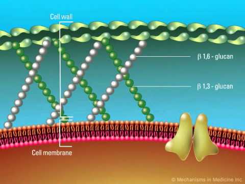 Video: Wat voor soort celwanden hebben schimmels?