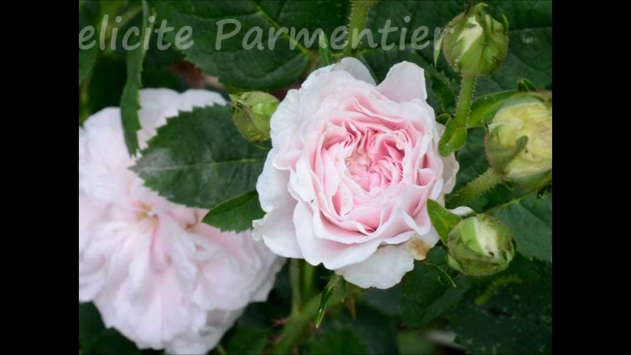 Old Garden and Moss Roses - YouTube