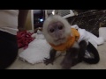Baby Capuchin Monkey Playing!!