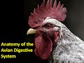 Avian Anatomy Part 2 - Anatomy of Chicken Digestive system