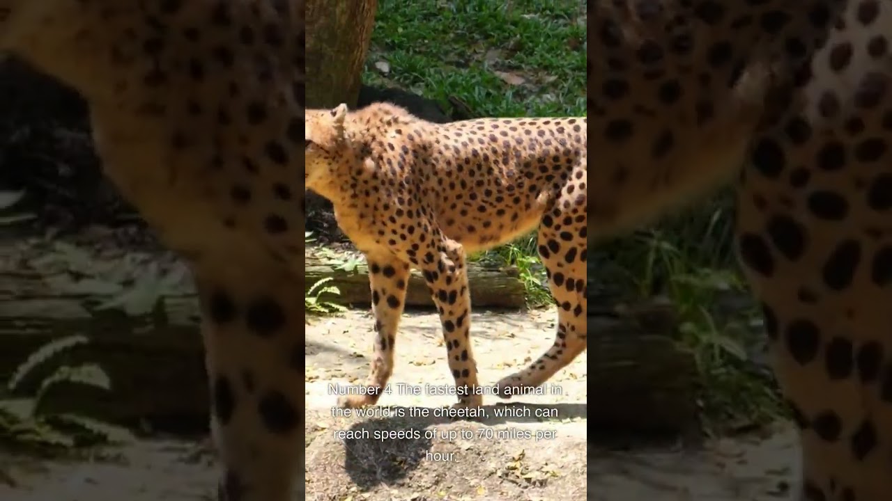 Did You Know? Fascinating Facts in Under 60 Seconds