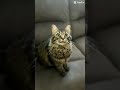 Do you know something?#foryou #cat #foryou ##catshorts #shorts #knowledge